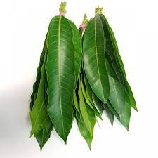 Mango Leaves ( 9 Pieces)