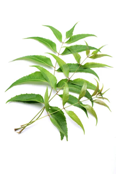 Neem Leaves 20g